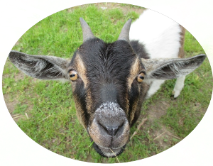 Web logo(picture of a goat)